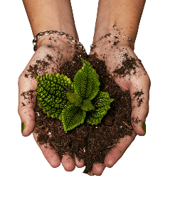 Hands holding soil plant